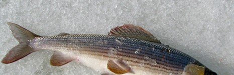 Рыбалка на хариуса зимняя. Фото 11782.