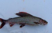 Рыбалка на хариуса зимняя. Фото 10252.