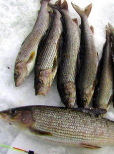 Рыбалка на хариуса зимняя. Фото 10292.