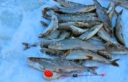 Рыбалка на хариуса зимняя. Фото 10332.