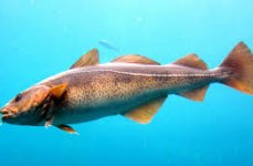 треска беломорская. Фото 1044.