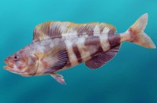 терпуг японский. Фото 1065.