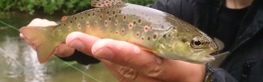 форель ручьевая. Фото 1087.