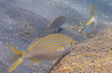 сальпа. Фото 1111.