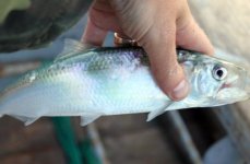 сельдь черноморская. Фото 1134.