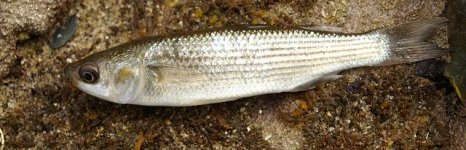 сингиль. Фото 1152.