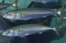 скумбрия. Фото 1158.