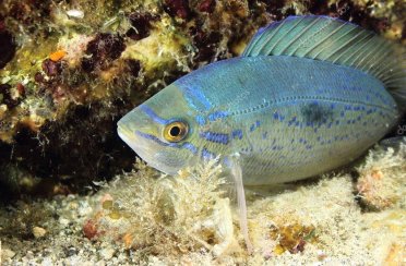 смарида средиземноморская. Фото 1168.