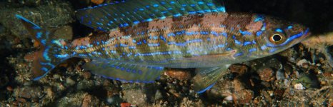 смарида средиземноморская. Фото 1170.