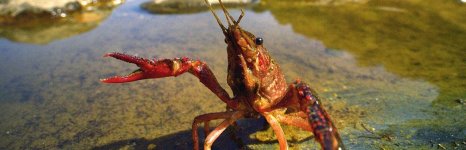 рак американский болотный. Фото 1210.