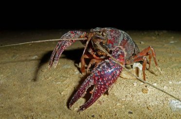 рак американский болотный. Фото 1214.