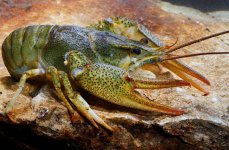 рак речной длиннопалый. Фото 1224.