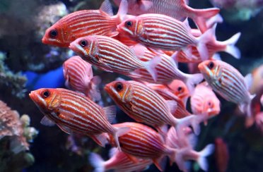 рыба-белка. Фото 1234.