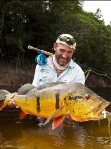 павлиний окунь гигантский. Фото 1252.