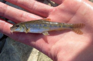 пескарь обыкновенный. Фото 1285.