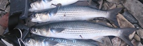 пиленгас. Фото 1290.