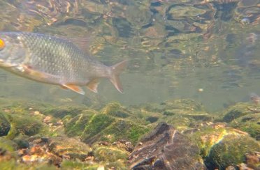 плотва дунайская. Фото 1305.