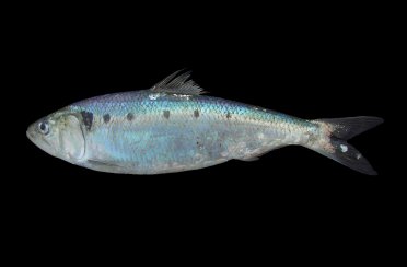 пузанок. Фото 1317.