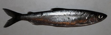 ряпушка сибирская. Фото 1386.