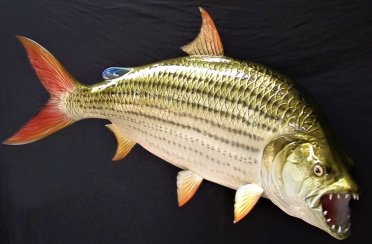 тигровая рыба африканская большая. Фото 1397.