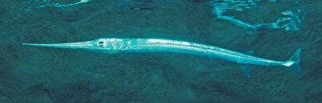 сарган тихоокеанский. Фото 1407.