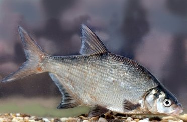 лещ. Фото 142.