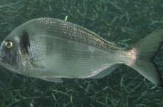 спар золотой. Фото 1422.