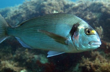 спар золотой. Фото 1425.