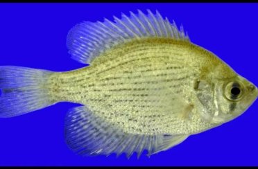 окунь длинноплавничный. Фото 1479.