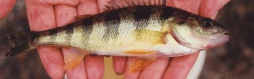 окунь желтый. Фото 1485.