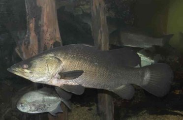 окунь нильский. Фото 1495.