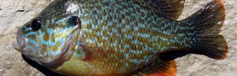 окунь солнечный зеленый. Фото 1514.