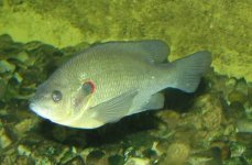 окунь солнечный красноухий. Фото 1526.