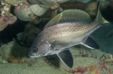 горбыль светлый. Фото 1581.