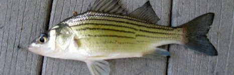 басс жёлтый. Фото 1598.