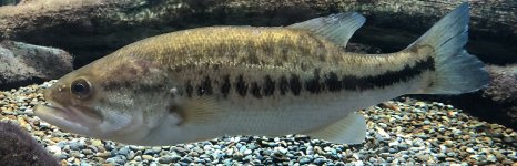 басс пятнистый. Фото 1610.