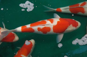 карп кои. Фото 1625.