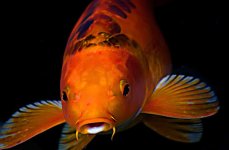 карп кои. Фото 1627.