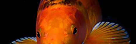 карп кои. Фото 1627.