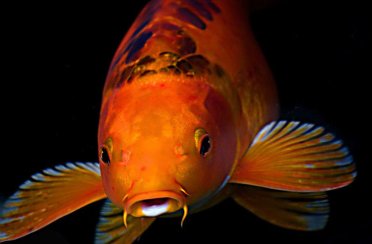 карп кои. Фото 1627.