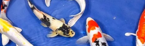 карп кои. Фото 1629.