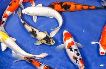 карп кои. Фото 1629.