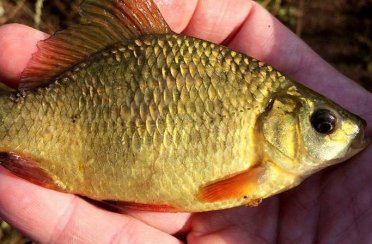 карась золотой. Фото 165.