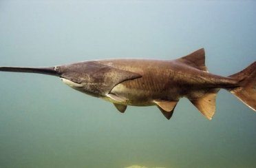 веслонос. Фото 183.