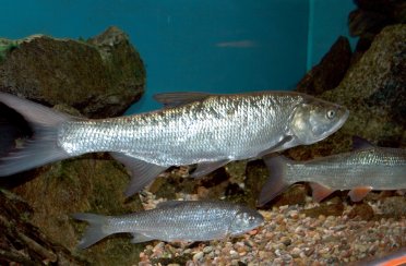 жерех. Фото 228.