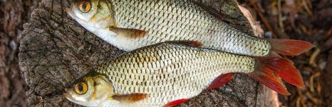 красноперка. Фото 230.