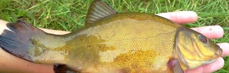 линь. Фото 239.