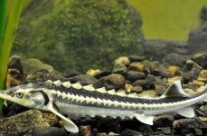 осётр русский. Фото 246.