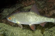 плотва. Фото 252.