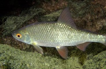 плотва. Фото 252.